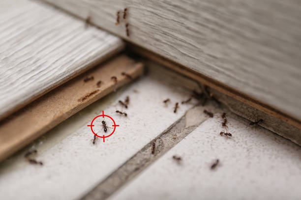 Best Flea Control Services  in Talent, OR