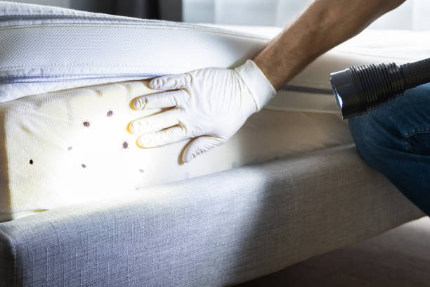 Best Mosquito Control Services  in Talent, OR