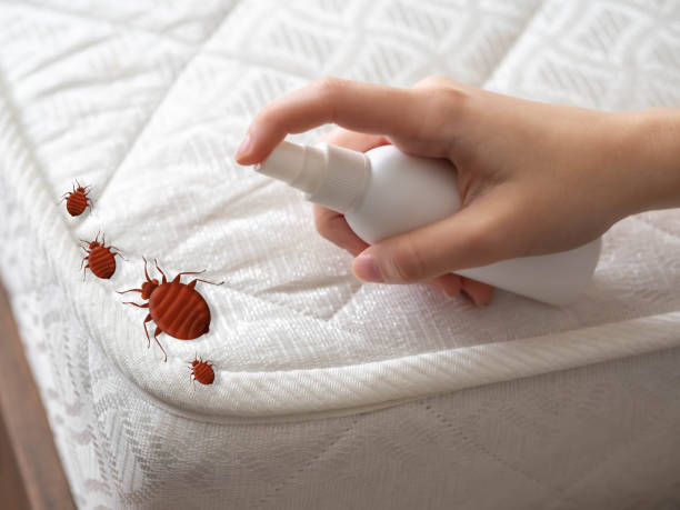 Best Termite Control Services  in Talent, OR