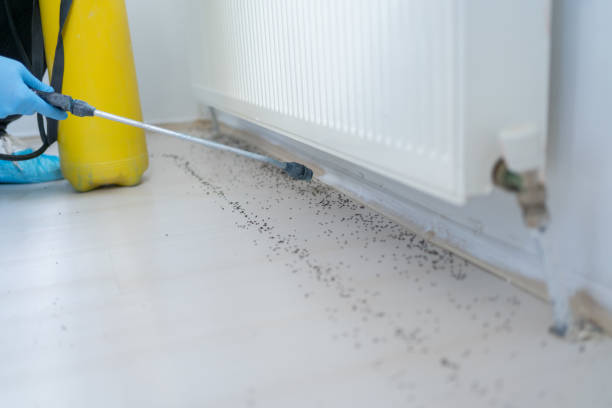 Best Ant Control Services  in Talent, OR