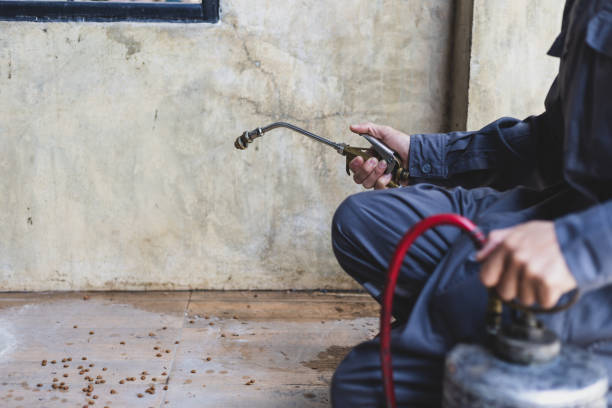Best Rat Extermination Near Me  in Talent, OR
